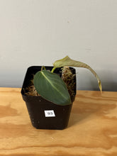 Load image into Gallery viewer, 93. Philodendron Glorious
