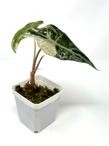 Alocasia Amazonica Variegated C