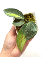 Load image into Gallery viewer, Hoya Carnosa ‘Argentea Princess’ G