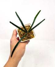 Load image into Gallery viewer, Hoya Insularis
