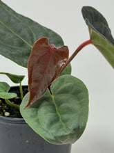 Load image into Gallery viewer, Anthurium Luxurians Dark Form