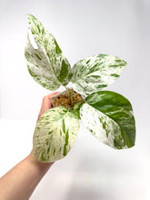 Load image into Gallery viewer, Epipremnum Pinnatum &#39;Marble&#39; Variegated