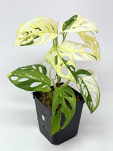 Load image into Gallery viewer, Monstera Adansonii Variegated D