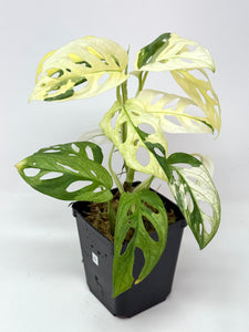Monstera Adansonii Variegated D
