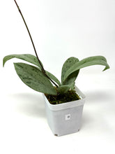 Load image into Gallery viewer, Hoya Pubicalyx Pink Silver Ghost B