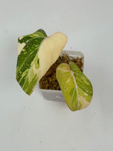 Load image into Gallery viewer, Philodendron Gloriosum Variegated E