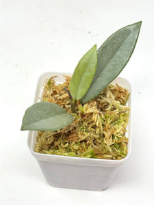 Hoya Wilbur Graves Silver A