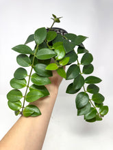 Load image into Gallery viewer, Aeschynanthus Radicans (Red Flower)