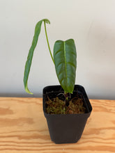 Load image into Gallery viewer, 261. Philodendron Sharoniae
