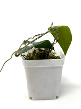 Load image into Gallery viewer, Hoya Caudata Silver Ghost