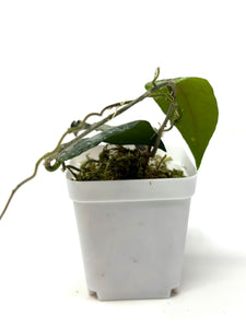 Hoya Caudata Silver Ghost