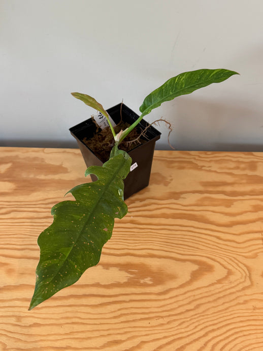 275. Philodendron Ring of Fire