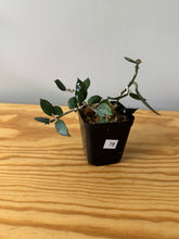 Load image into Gallery viewer, 78. Hoya Lacunosa