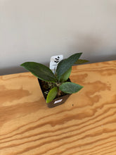 Load image into Gallery viewer, 331. Hoya Memoria