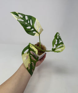 Monstera Adansonii Variegated C