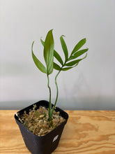 Load image into Gallery viewer, 127. Amydrium Zippelanium