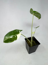 Load image into Gallery viewer, Alocasia Maccrorhiza Variegated D