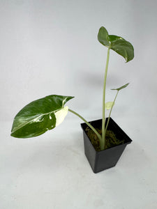 Alocasia Maccrorhiza Variegated D