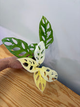 Load image into Gallery viewer, 118. Monstera Adansonii Variegated