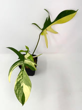 Load image into Gallery viewer, Philodendron Florida Beauty D