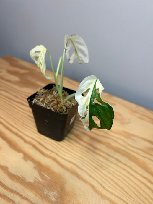 124. Monstera Adansonii Variegated