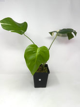 Load image into Gallery viewer, Monstera Deliciosa Albo Variegated G