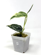 Load image into Gallery viewer, Scindapsus Mayari Variegated F
