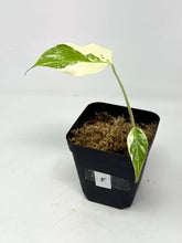 Load image into Gallery viewer, Monstera Deliciosa Albo Variegated F