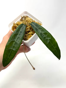 Hoya Hypolasia
