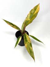 Load image into Gallery viewer, Philodendron Caramel Marble 4”