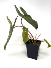Load image into Gallery viewer, Philodendron Billietiae Variegated D