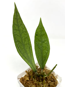 Hoya Germany Silver B