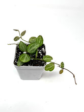Load image into Gallery viewer, Dischidia Ovata