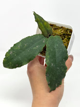 Load image into Gallery viewer, Hoya Undulata ‘Red Leaves’ Splash
