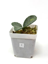 Load image into Gallery viewer, Hoya Carnosa ‘Argentea Princess’ I