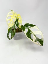 Load image into Gallery viewer, Monstera Adansonii Albo Variegated F