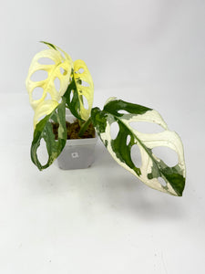 Monstera Adansonii Albo Variegated F