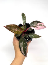 Load image into Gallery viewer, Philodendron Pink Princess