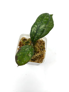 Hoya Gunung Gading Ghost C