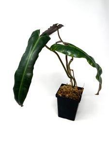 Philodendron Atabapoense