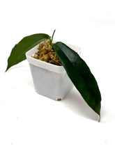 Load image into Gallery viewer, Hoya Kaimuki