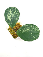 Load image into Gallery viewer, Hoya Obovata Splash