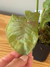 Load image into Gallery viewer, 283. Syngonium Podophyllum Milk Confetti
