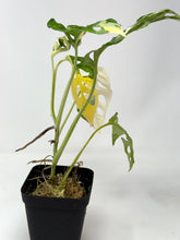 Load image into Gallery viewer, Monstera Adansonii Variegated D