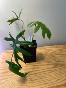 67. Philodendron Mayoi