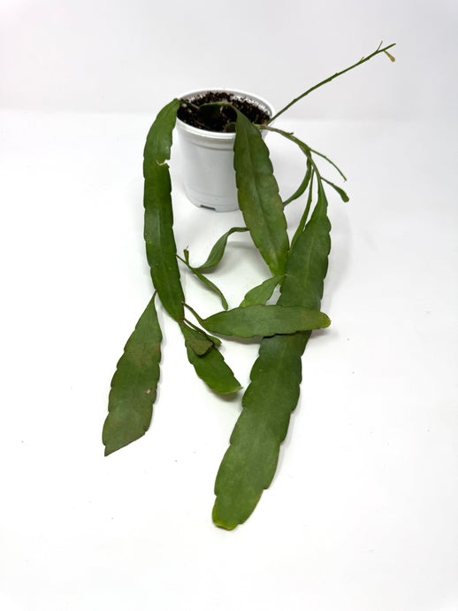 Pseudorhipsalis Ramulosa (Ships within Canada only)