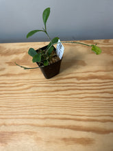 Load image into Gallery viewer, 160. Hoya Manipurensis