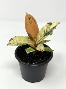 Ficus Shivereana Moonshine (Ships within Canada only)