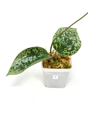 Hoya Glabra Silver C