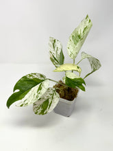 Load image into Gallery viewer, Epipremnum Pinnatum &#39;Marble&#39; Variegated